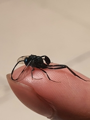 Evania appendigaster