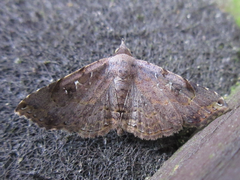Rhesala moestalis