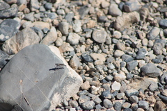 Stackelberginia cerberus