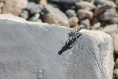 Stackelberginia cerberus