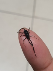Evania appendigaster