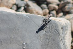Stackelberginia cerberus
