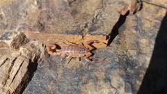 Pseudolychas ochraceus