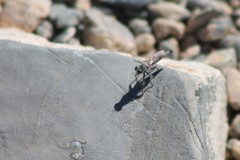 Stackelberginia cerberus