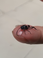 Evania appendigaster