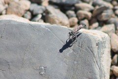 Stackelberginia cerberus
