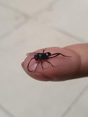 Evania appendigaster