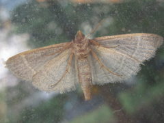 Hypsopygia glaucinalis
