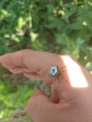 Bijoaraneus