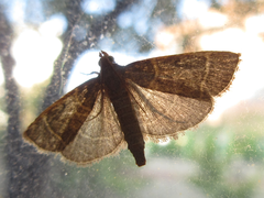 Hypsopygia glaucinalis