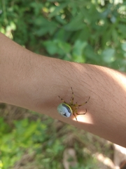 Bijoaraneus