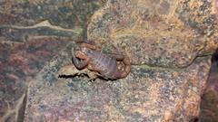 Pseudolychas ochraceus