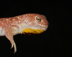 Ptenopus garrulus garrulus