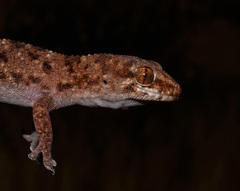 Pachydactylus capensis