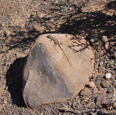 Pedioplanis burchelli