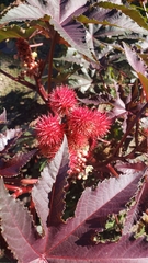 Ricinus