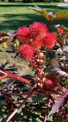 Ricinus