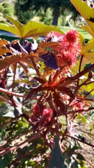 Ricinus