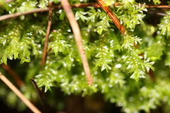 Plagiochila trispicata