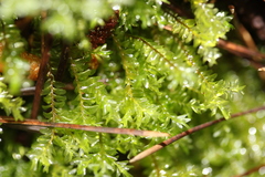 Plagiochila trispicata