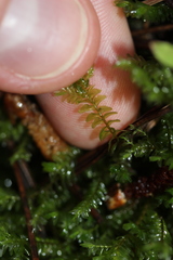 Plagiochila trispicata