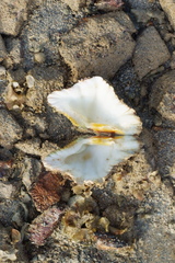 Hippopus