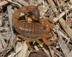 Parabuthus raudus