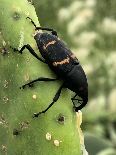 Cactus Weevil