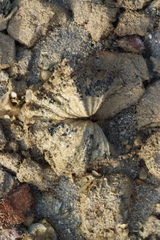 Hippopus