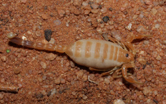Parabuthus kuanyamarum
