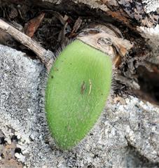 Haemanthus unifoliatus