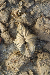 Hippopus