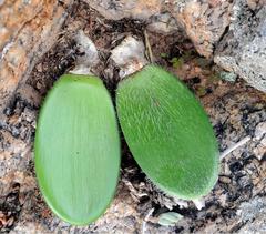 Haemanthus unifoliatus