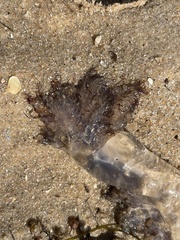 Pseudorhiza haeckeli