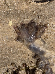 Pseudorhiza haeckeli