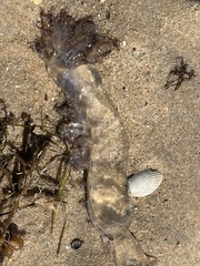 Pseudorhiza haeckeli