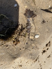 Pseudorhiza haeckeli