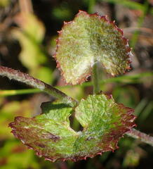 Centella lanata
