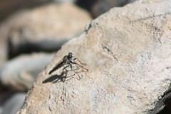 Stackelberginia cerberus