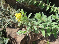 Lasiosiphon polyanthus