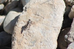 Stackelberginia cerberus