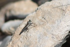 Stackelberginia cerberus