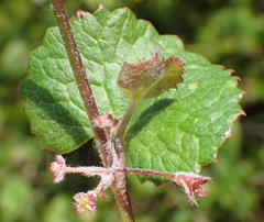 Centella lanata