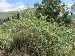 Lasiosiphon polyanthus