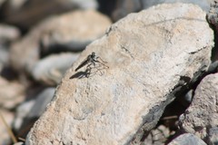 Stackelberginia cerberus