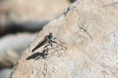 Stackelberginia cerberus