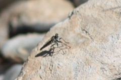 Stackelberginia cerberus
