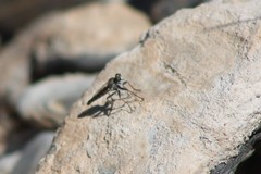 Stackelberginia cerberus