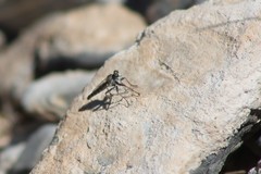 Stackelberginia cerberus