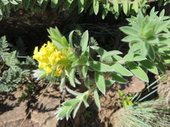 Lasiosiphon polyanthus